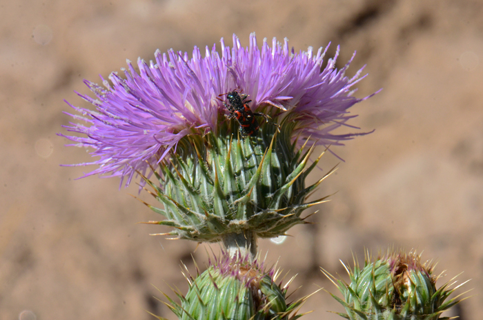 Mojave Thistle has a variety of flora colors from white to pink to lavender. The flowering inflorescence is a spreading array of 1 to many heads, occasionally on short axillary branches. The bracts around the heads are and cob webby as noted in the lower portion of the bracts in the photo. Cirsium mohavense